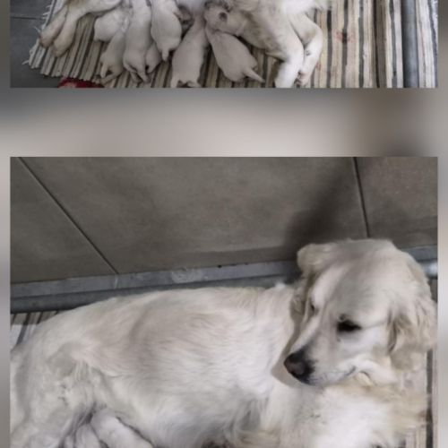 Golden retriever lof males blanc #2