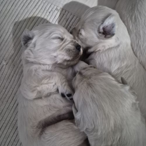 Golden retriever lof males blanc #3