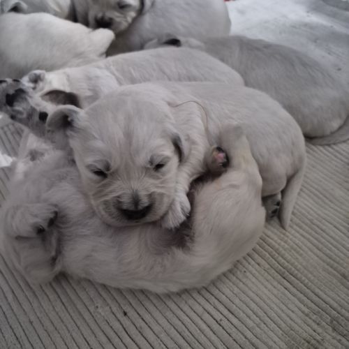 Golden retriever lof males blanc #4