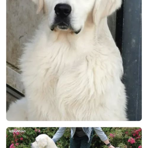 Golden retriever lof males blanc #7