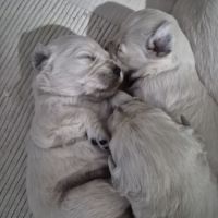 Golden retriever lof males blanc #3