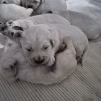 Golden retriever lof males blanc #4