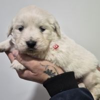 Golden retriever lof males blanc #5