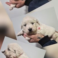 Golden retriever lof males blanc