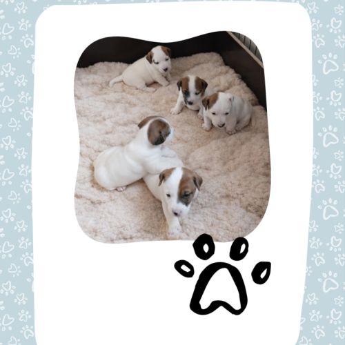 Chiots jack russell #0