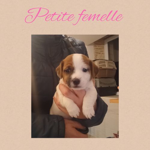 Chiots jack russell #3