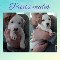 Chiots jack russell #1