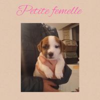 Chiots jack russell #3