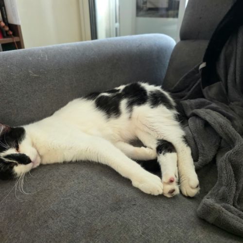 Leeloo, le 5ème élément #5