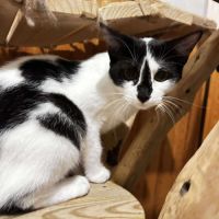 Leeloo, le 5ème élément #2