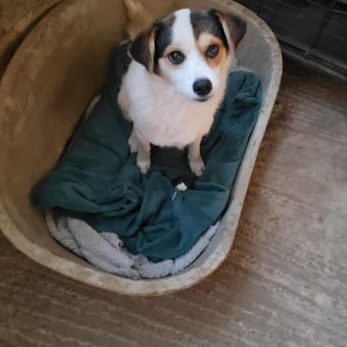 Lulu, sauvé de l'enfer, cherche sa famille