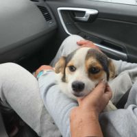 Lulu, sauvé de l'enfer, cherche sa famille #1