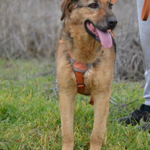 Laika, magnifique femelle berger allemand /ok chat #2