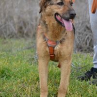 Laika, magnifique femelle berger allemand /ok chat #2