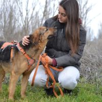 Laika, magnifique femelle berger allemand /ok chat #3