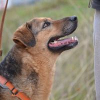 Laika, magnifique femelle berger allemand /ok chat