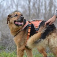 Laika, magnifique femelle berger allemand /ok chat #5