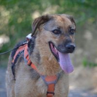 Laika, magnifique femelle berger allemand /ok chat #6