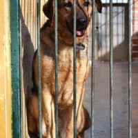 Laika, magnifique femelle berger allemand /ok chat #7