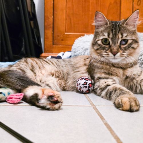 Izette, petite battante au grand cœur #3