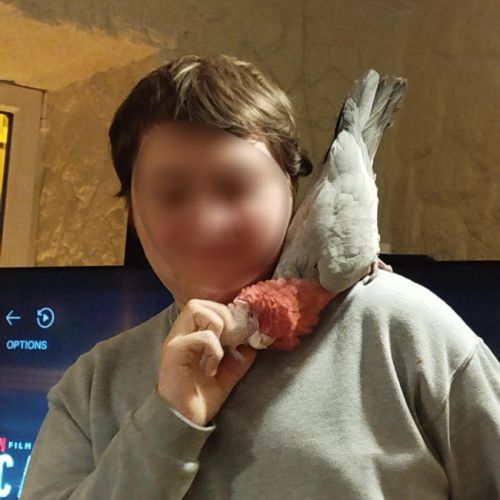 Cacatoès rosalbin #1