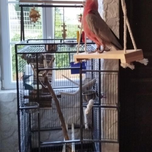 Cacatoès rosalbin #3