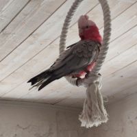 Cacatoès rosalbin #0