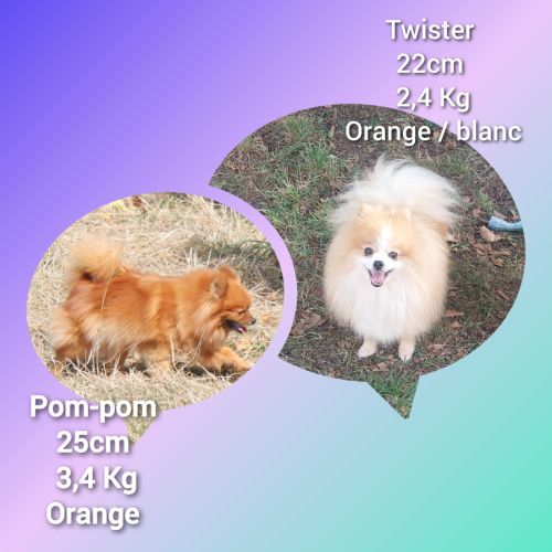 Spitz nain, pomeranian #1