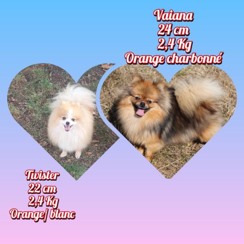 Spitz nain, pomeranian #2