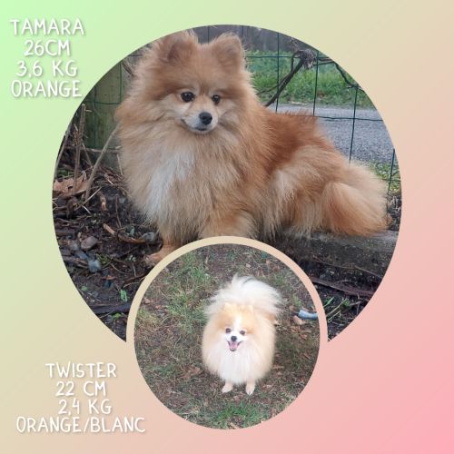 Spitz nain, pomeranian #4