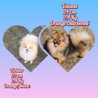 Spitz nain, pomeranian #2