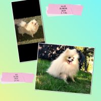Spitz nain, pomeranian #3