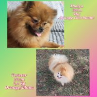 Spitz nain, pomeranian #5