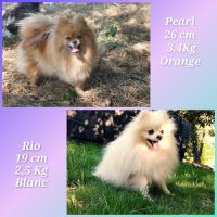 Spitz nain, pomeranian