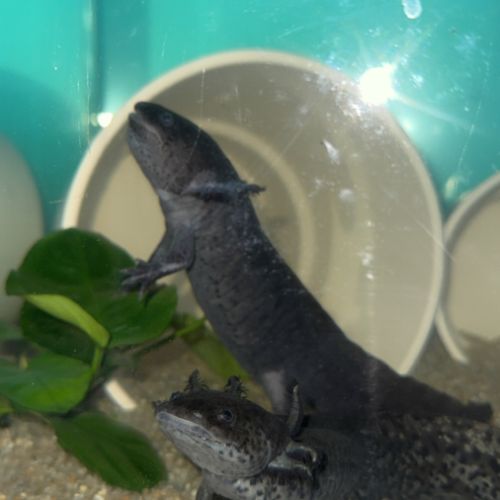Axolotls noir