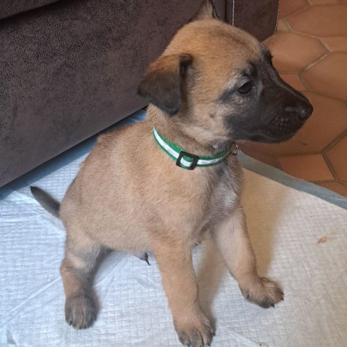Chiot malinois avec excellent pedigrée #1