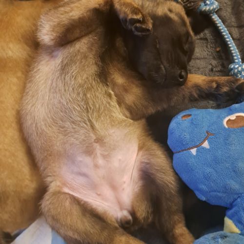 Chiot malinois avec excellent pedigrée #4