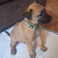 Chiot malinois avec excellent pedigrée #1
