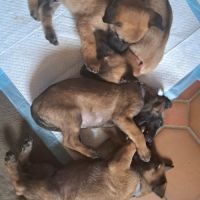 Chiot malinois avec excellent pedigrée #2