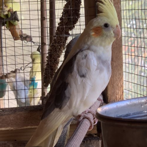 Jeunes calopsittes #1