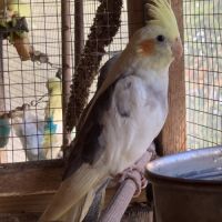 Jeunes calopsittes #1