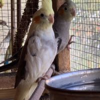 Jeunes calopsittes #2