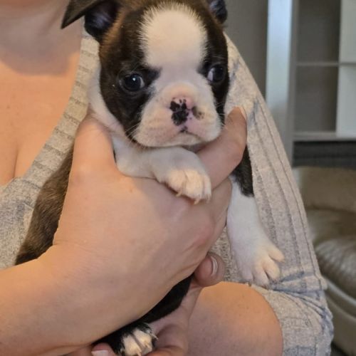 Chiots boston terrier lof #1