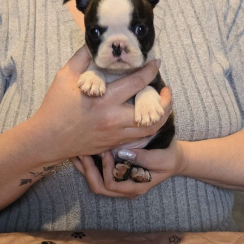 Chiots boston terrier lof