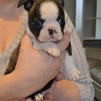Chiots boston terrier lof #1