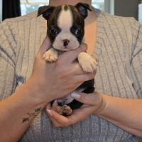 Chiots boston terrier lof #3