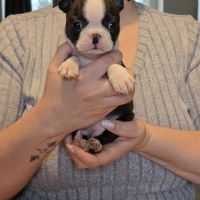 Chiots boston terrier lof #4