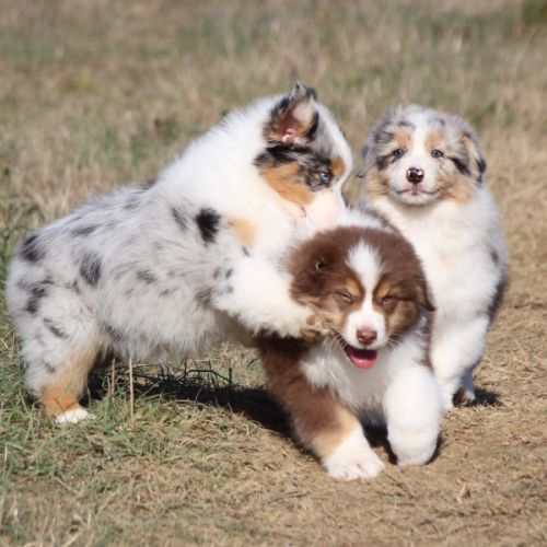 Magnifique mâle berger australien #1