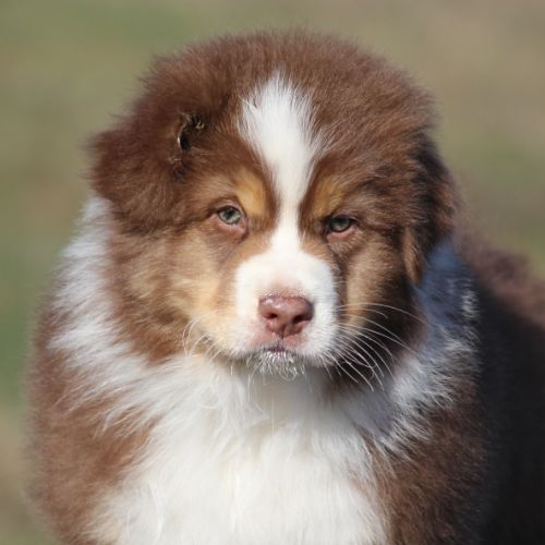 Magnifique mâle berger australien #0