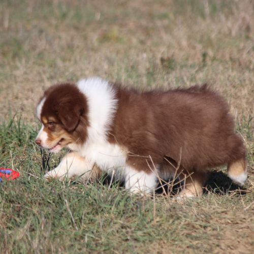 Magnifique mâle berger australien #3